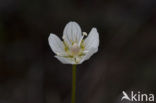 Northern Grass-of-parnassus (Parnassia palustris)