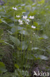 Parnassia (Parnassia palustris) 