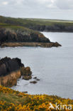 Pembrokeshire Coast National Park