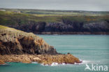 Pembrokeshire Coast National Park