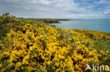 Pembrokeshire Coast National Park