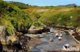 Pembrokeshire Coast National Park