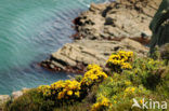 Pembrokeshire Coast National Park