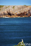 Pembrokeshire Coast National Park