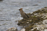 Pestvogel (Bombycilla garrulus)