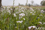 Pinksterbloem (Cardamine pratensis)