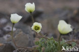 Svalbard Poppy (Papaver dahlianum)