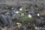 Svalbard Poppy (Papaver dahlianum)