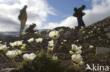 Svalbard Poppy (Papaver dahlianum)