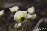 Svalbard Poppy (Papaver dahlianum)