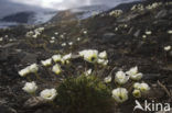Svalbard Poppy (Papaver dahlianum)