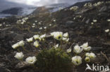 Poolpapaver (Papaver dahlianum)