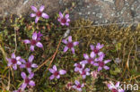 pygmy saxifrage (Saxifraga hyperborea)