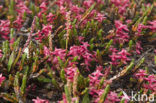 polar willow (Salix polaris)