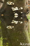 Porcelain fungus (Oudemansiella mucida)