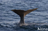 Potvis (Physeter macrocephalus) 