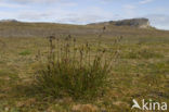 Ravenzwarte zegge (Carex saxatilis)