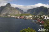 Reine