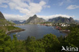 Reine