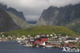 Reine