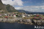 Reine