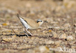 Renvogel (Cursorius cursor)