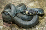 Grass Snake (Natrix natrix)