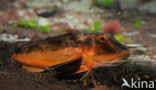 Tub gurnard (Chelidonichthys lucerna)