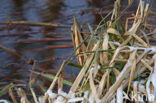 Bittern (Botaurus stellaris)