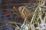 Bittern (Botaurus stellaris)