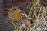 Bittern (Botaurus stellaris)