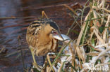 Bittern (Botaurus stellaris)