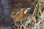 Bittern (Botaurus stellaris)