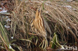 Bittern (Botaurus stellaris)