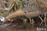 Bittern (Botaurus stellaris)