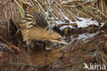 Bittern (Botaurus stellaris)