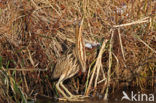 Bittern (Botaurus stellaris)