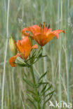 Orange Lily (Lilium bulbiferum subsp.croceum)