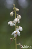 Round-leaved Wintergreen (Pyrola rotundifolia)