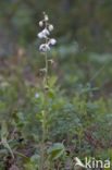 Rond wintergroen