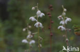 Round-leaved Wintergreen (Pyrola rotundifolia)