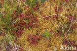 Ronde zonnedauw (Drosera rotundifolia) 