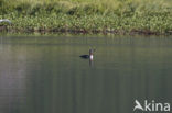 Red-throated Loon