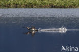 Red-throated Loon