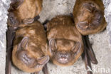 Noctule Bat (Nyctalus noctula)