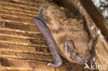 Noctule Bat (Nyctalus noctula)