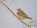 rufous bush robin (Cercotrichas galactotes)