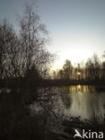 Rottige Meente