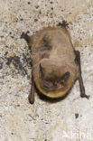 Ruige dwergvleermuis (Pipistrellus nathusii)