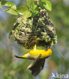 Ruppells Wever (Ploceus galbula)